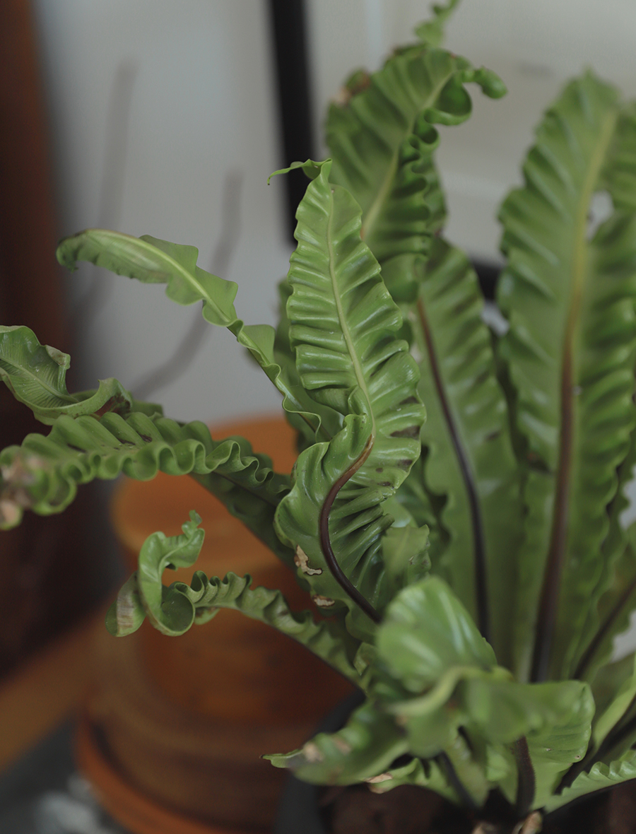 写真:モデル着用イメージ